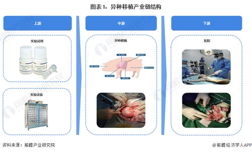 重大里程碑 科學家首次將豬肝移植到人體，成功過濾血液72小時，計算機軟硬件技術開發的關鍵作用